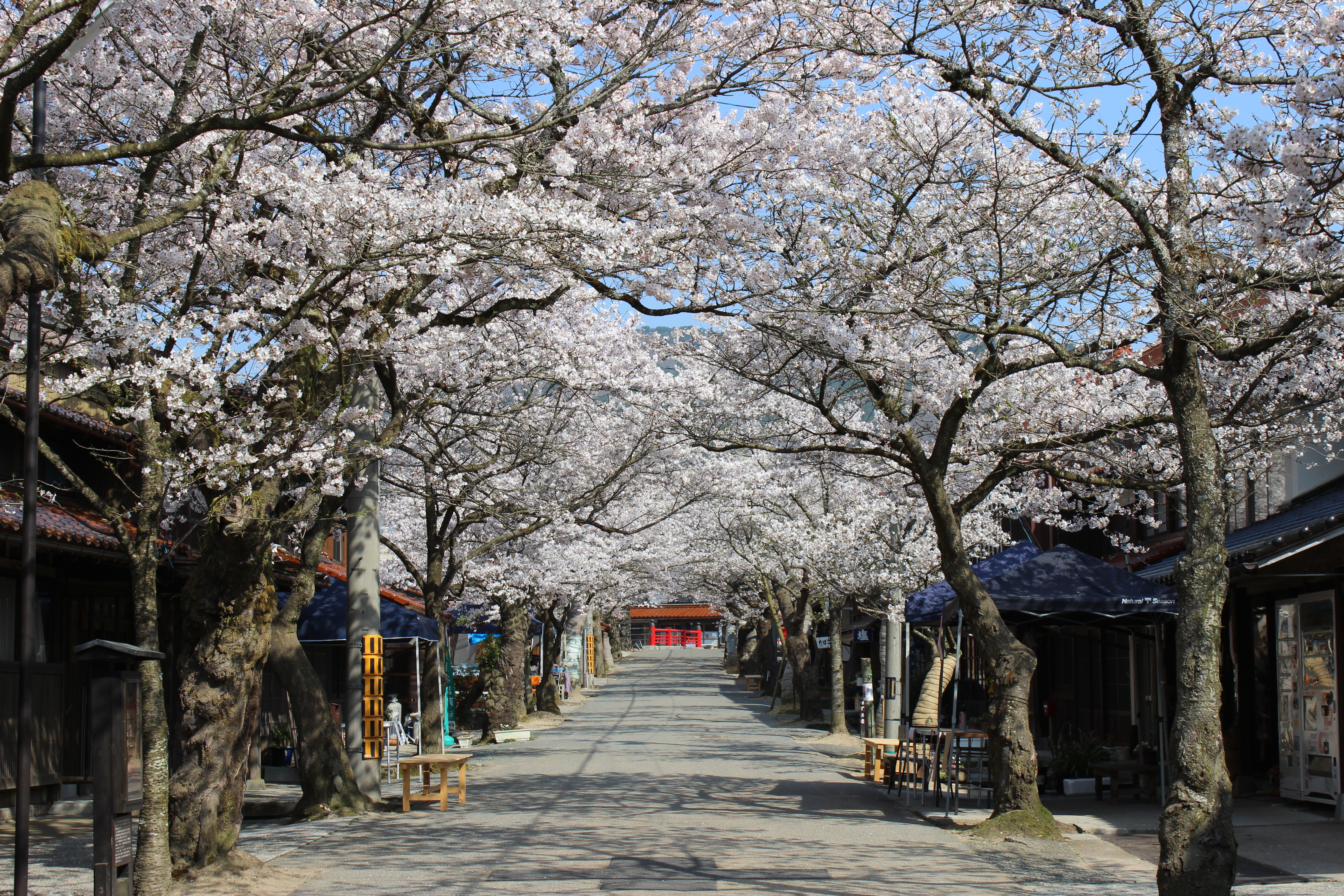 がいせん桜通り