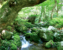 水源の里百選 毛無山ブナ林