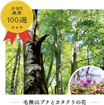 かおり風景100選 毛無山ブナとカタクリの花