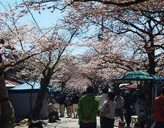 春のがいせん桜祭り 観光案内練習