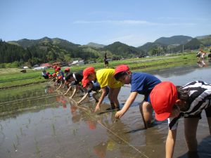 田植え
