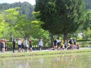 田植え