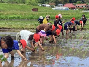 田植え